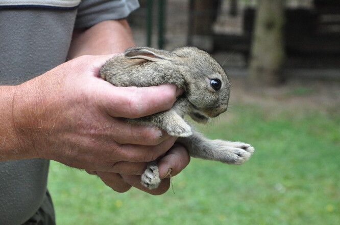 Mládě králíka divokého v péči záchranné stanice.