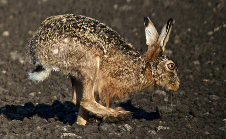 ... králík prchá před liškou proto, aby se rozmnožil. Na ilustračním snímku ale prchá ku rozmnožení se zajíc