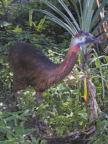 Kasuár přilbový je největším ptákem tropických deštných lesů severovýchodní Austrálie, ale častěji ho potkáte na blízkém ostrově Nová Guinea