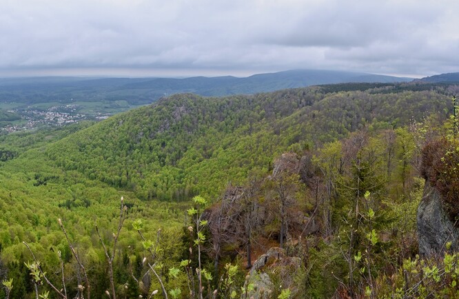 Jizerskohorské bučiny jsou pozoruhodné smíšenými a bukovými lesy rostoucími na strmých svazích s unikátní geomorfologií, a také pestrou faunou.