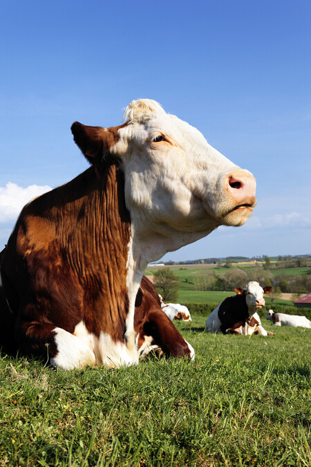 Pěstování krmě pro zvířata na polích je podle Philipa Lymbery zbytečné, protože krávy jsou schopny se živit spásáním rostlin, které jsou pro lidi nestravitelné na méně úrodné půdě