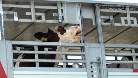 Jako živé maso jsou hospodářská zvířata ve velkém vyvážena z ČR do vzdálených zemí v rámci EU a, bohužel, jsou také ve velkém exportována do zemí mimo EU. Na snímku kráva při vývozu do Turecka.