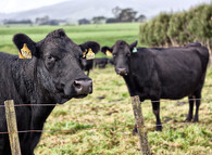 Krávy na Novém Zélandu