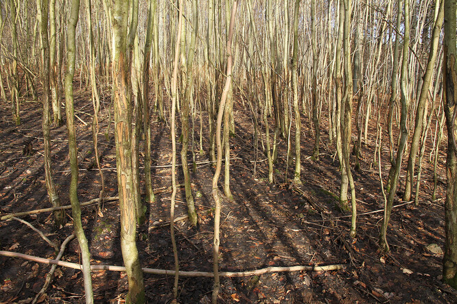 Devastace mladých stromků na Křivoklátsku zvěří.