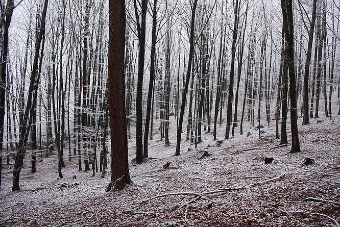 Křivoklátský listnatý les v zimě