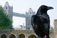 Krkavec na londýnském Toweru