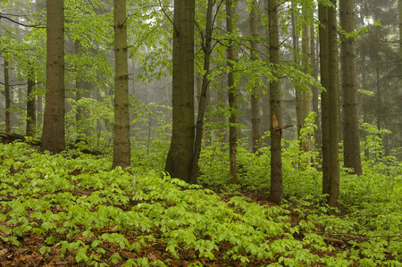 KRNAP (na obrázku) vznikl před 55 lety, a je tak nejstarším českým národním parkem. Rozprostírá se na území o celkové výměře 54.969 hektarů (včetně ochranného pásma). Na severu sousedí s polským Karkonoskim Parkem Narodowym, s nímž tvoří biosférickou rezervaci Krkonoše. Zhruba 80 procent území KRNAP pokrývají lesy. Křehký ekosystém arkto-alpínské tundry na hřebenech Krkonoš je tím nejcennější, co nejvyšší české hory nabízejí.