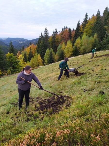 V Krkonoších se poprvé po dlouhé přestávce hnojilo 27 hektarů luk v roce 2015.