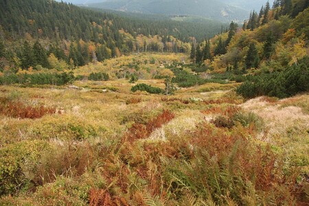 Dlouhodobé sucho v Krkonoších ohrožuje některé vzácné ekosystémy nejen na hřebenech hor v oblasti tzv. arkto-alpinské tundry, ale také v níže položených lesích. / Ilustrační foto