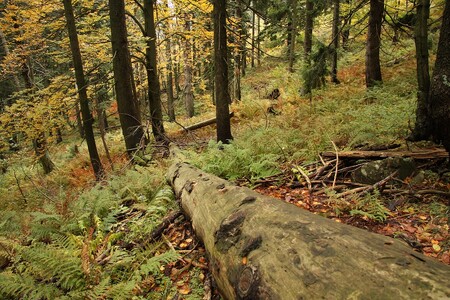 „Ochrana biodiverzity v lesích je dnes otázka politická,“ říká Tomáš Vrška z VÚKOZu. Na fotografii les v úbočí Kotle v Krkonoších.