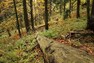 Les v úbočí Kotle v Krkonoších