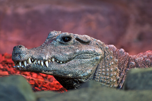 Krokodýl čelnatý obývá pralesní bažinaté oblasti západní a části střední Afriky.