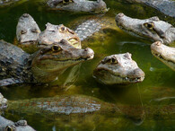 Krokodýli
