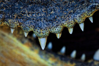 krokodýlí zuby