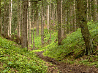 KSČM se chce zasadit o obnovu krušnohorských lesů v původní druhové skladbě. Ilustrační foto