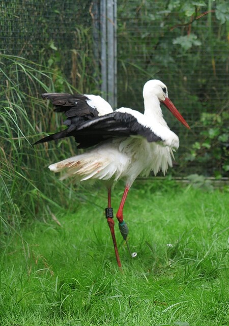 "Vymyslet, vyrobit, osadit a zrealizovat funkční protézu na jakéhokoliv volně žijícího ptáka není vůbec žádná legrace," uvedl Makoň.
