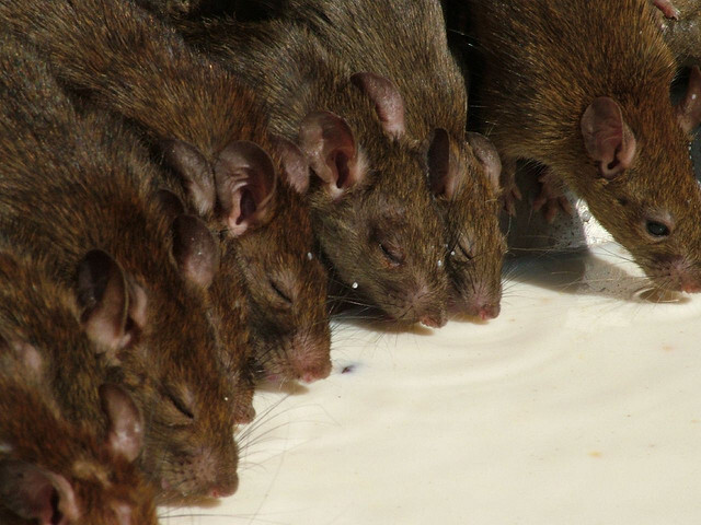 Jaké nemoci přenášejí potkani?