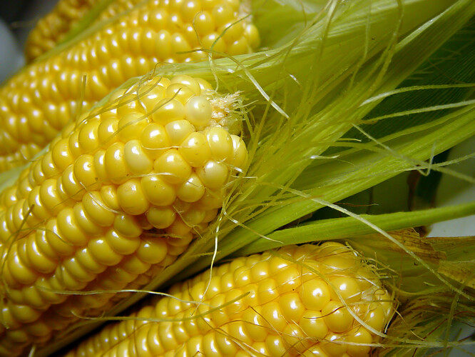 GMO kukuřice