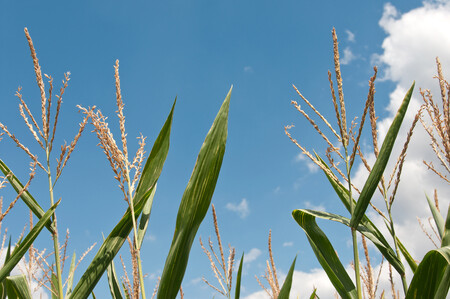V Česku se pěstuje pouze geneticky modifikovaná kukuřice, její plochy se ale stále snižují