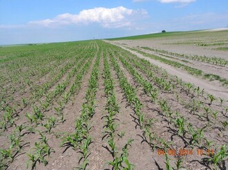 Na snímku je mladá kukuřice, která byla zaseta do svazenky. Zcela vpravo je vidět pole, kde zemědělec meziplodinu nepoužil a větrná eroze mu vysetou kukuřici poničila.