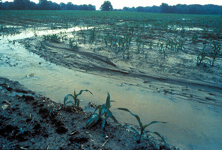 Podle vědců se při pořádném lijáku spláchne z pole až 7 cm půdy. Ilustrační snímek eroze na kukuřičném poli.