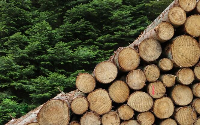 Lesníci také nechali pro jižní Moravu nařezat 1800 metrů krychlových dřeva na nové krovy a lidem poslali 1900 metrů krychlových palivového dřeva.