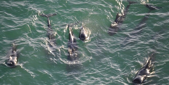 Kulohlavci patří do čeledi delfínovitých a s délkou do šesti metrů a hmotností až čtyři tuny patří spíše k menším kytovcům.