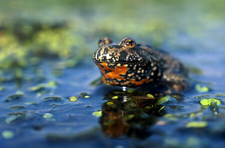 Ze žab, které patří v Česku mezi ohrožené druhy, je na rybnících Maršovec a Čepička silná populace kuňky ohnivé s oranžově zbarveným břichem