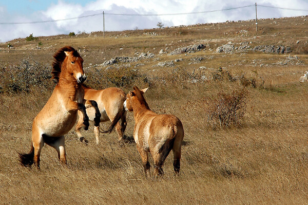 Nejvíc peněz poputuje do Mongolska na projekt návratu koní Převalského do volné přírody.