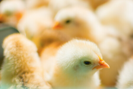 Od počátku loňského listopadu do konce ledna vybili němečtí farmáři ve spolupráci s hygieniky zhruba 391.000 kuřat, krocanů a kachen v chovech, v nichž se prokázala přítomnost viru ptačí chřipky.