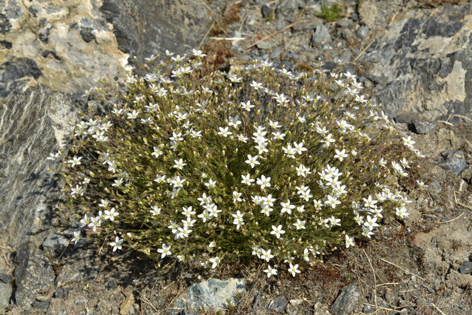 Kuřička hadcová. Kuřička hadcová.