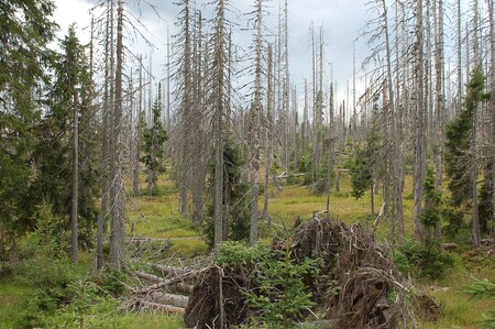 Les, který se po napadení kůrovcem sám obnovuje