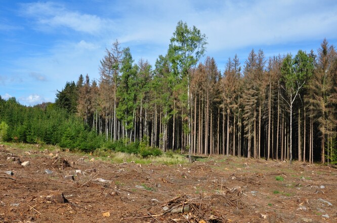 Stromy napadené kůrovcem se všude v lesích musejí těžit přednostně. Potom je les ale dost vyprahlý.