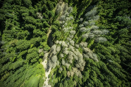 Jihočeský kraj vysází minimálně 21.000 stromů na plochách postižených kůrovcem. / Ilustrační foto