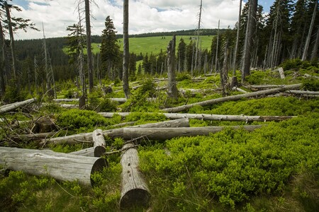 Smrky napadené kůrovcem dřevaři pokáceli, z kmenů oloupali kůru a tím omezili další rozšíření kůrovce. Dřevo ponechané v lese je důležitým zdrojem živin pro další generace stromů.