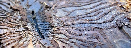 Kvůli dlouhotrvajícímu suchu nemají stromy v Ústeckém kraji vláhu, jsou méně odolné a snadno je zahubí kůrovec. / Ilustrační foto
