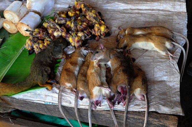 Trhy, kde jsou nabízena nejrůznější divoká zvířata, nenajdeme jen v Číně. Tento snímek byl pořízen v Laosu. Foto Miroslav Bobek