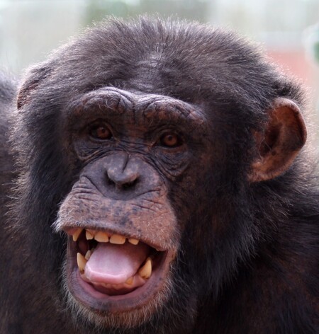 Šimpanz Sherley v hodonínské zoologické zahradě.