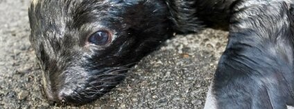 Mládě lachtana jihoafrického pár hodin po porodu. Foto: Antonín Vaidl/ZOO Praha Mládě lachtana jihoafrického pár hodin po porodu. Foto: Antonín Vaidl/ZOO Praha