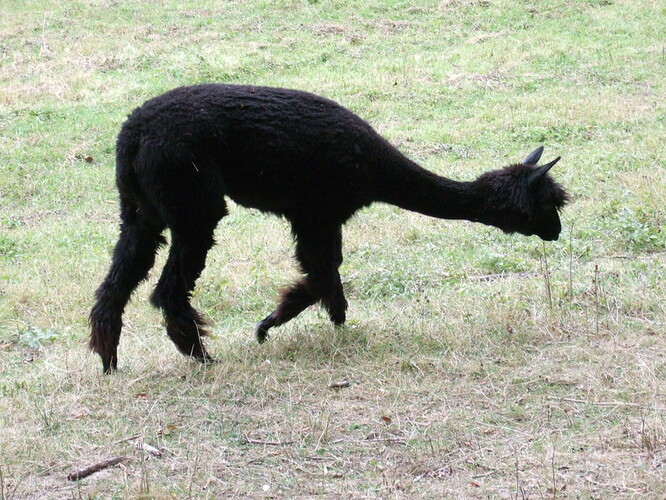 Macdonaldová vedla za záchranu zvířete bitvu u soudů a požadovala nové přesnější testy. Macdonaldová vedla za záchranu zvířete bitvu u soudů a požadovala nové přesnější testy.