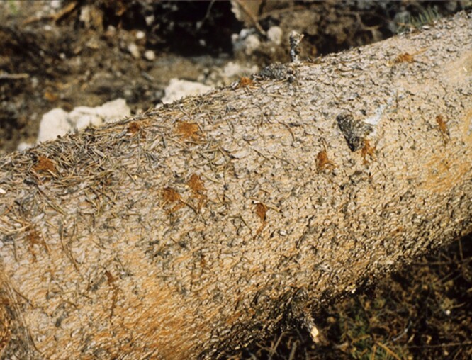 Drtinky lýkožrouta obecného z větví na povrchu lapáku.