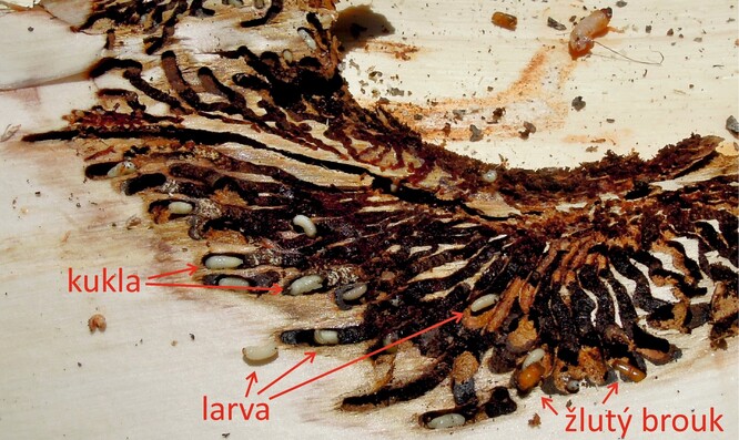 Požerek lýkožrouta smrkového s larvami třetího instaru, kuklami a žlutými brouky, požerek je deformován přítomností suku.