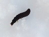 larva páteřníčka