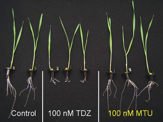 Látka MTU posiluje kořenový systém rostlin: vlevo pšenice bez ošetření, uprostřed po aplikaci cytokininu TDZ, vpravo po ošetření biostimulantem MTU.