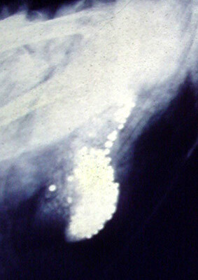 Rentgen labutě uhynulé na otravu olovem. Snímek ukazuje pozřené broky.