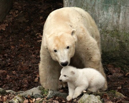 Lední medvědice Cora už vyvádí své mládě na krátké vycházky do venkovního výběhu.  Je to o měsíc dříve než u předchozích mláďat.