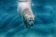 Lední medvěd ve vodě