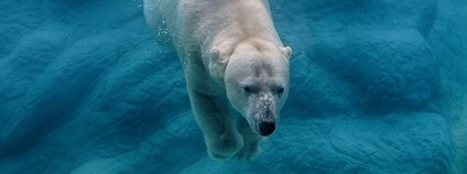 Lední medvěd ve vodě Foto: Valerie Flickr