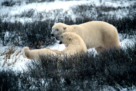 >Klimatické změny vyvolávají tání ledovců a to nutí populace ledních medvědů v Arktidě, aby trávily více času na pevné zemi a nebezpečně se přibližovaly k vesnicím. Ilustrační snímek.