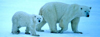 Lední medvědi v Kanadě